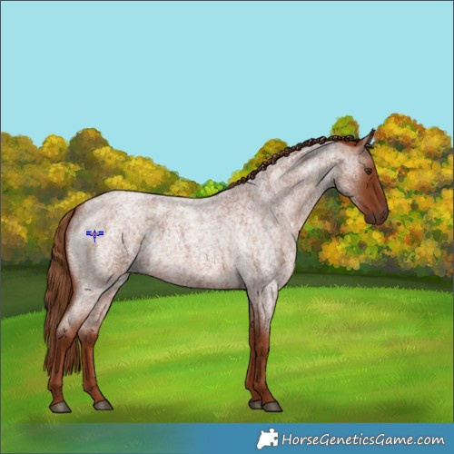 Horse Color:Red Roan