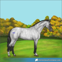 Horse Color:Blue Roan Appaloosa
