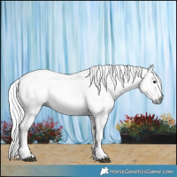 Horse Color:Gray Bay Tobiano Frame Appaloosa 