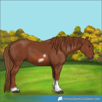 Horse Color:Chestnut Tobiano Frame 