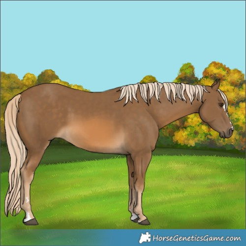 Horse Color:Chocolate Palomino 