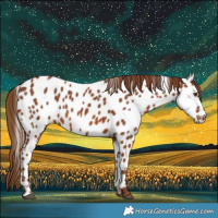 Horse Color:Chestnut Near Leopard 