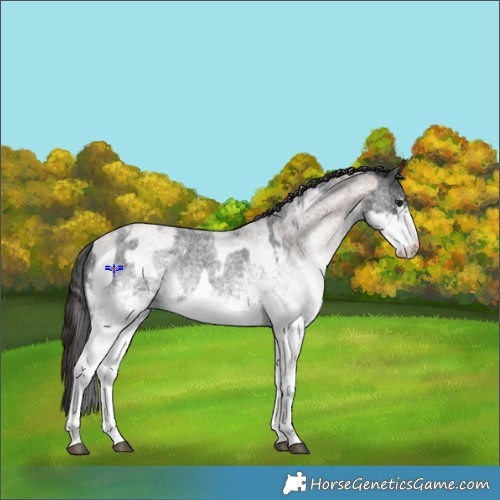 Horse Color:White Spotted Blue Roan Rabicano  and White Spotted Bay Roan Rabicano 