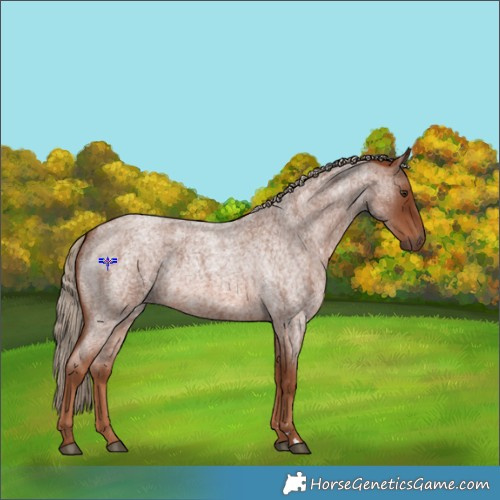 Horse Color:Red Roan 