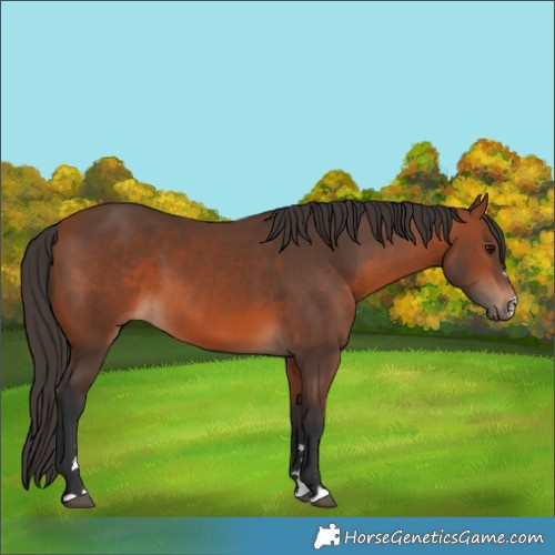 Horse Color:Bay 