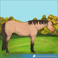 Horse Color:Bay Dun 