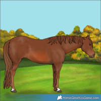 Horse Color:Chestnut 