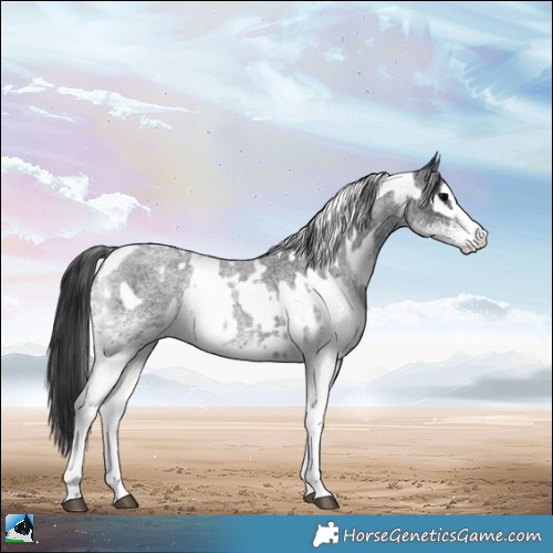 Horse Color:White Spotted Blue Roan Rabicano and White Spotted Blue Roan Appaloosa Rabicano