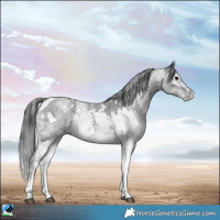 Horse Color:White Spotted Blue Roan Rabicano  and White Spotted Blue Roan Blanket Rabicano 