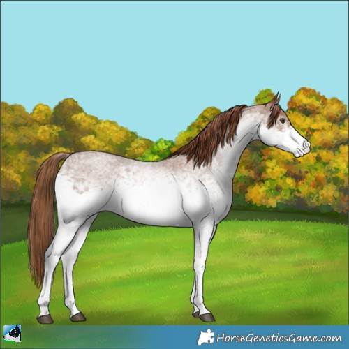Horse Color:White Spotted Red Roan 