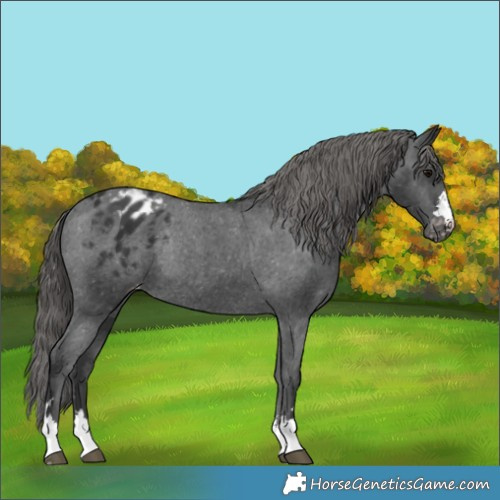 Horse Color:Black Appaloosa Rabicano