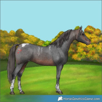 Horse Color:Powder White Brown Tobiano Appaloosa 