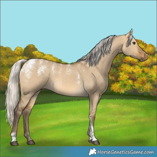 Horse Color:Powder White Silver Buckskin Dun 