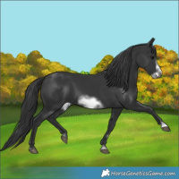 Horse Color:Black Frame 