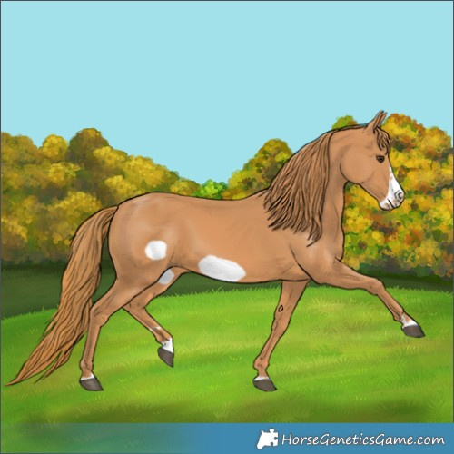 Horse Color:Chestnut Frame 