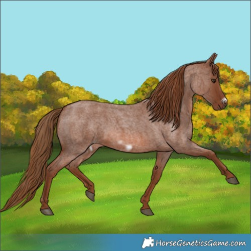Horse Color:Red Roan Frame 