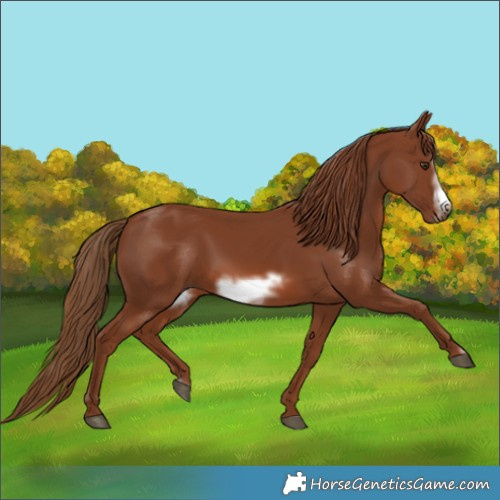 Horse Color:Chestnut Frame