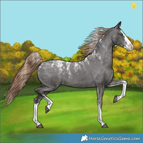 Horse Color:Powder White Liver Chestnut Splash Appaloosa 