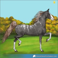 Horse Color:Powder White Liver Chestnut Splash Appaloosa 