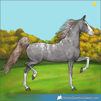 Horse Color:Powder White Liver Chestnut Splash Appaloosa 