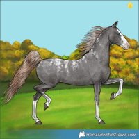Horse Color:Powder White Liver Chestnut Splash Appaloosa 