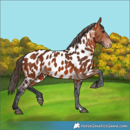 Horse Color:Bay Appaloosa