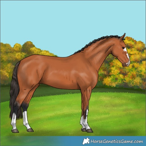 Horse Color:Bay 