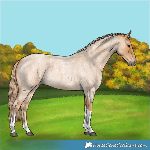 Horse Color:Red Roan Tobiano 