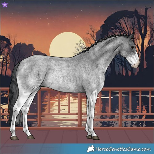 Horse Color:White Spotted Blue Roan 