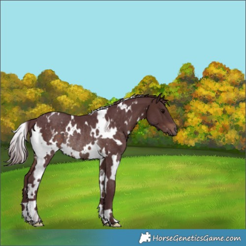 Horse Color:White Spotted Chocolate Brown Rabicano 
