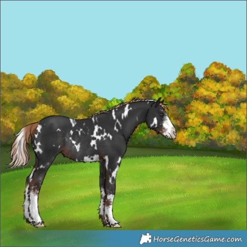 Horse Color:White Spotted Liver Chestnut Sabino Rabicano 