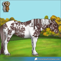 Horse Color:White Spotted Chocolate Brown Tobiano Snowflake Varnish Rabicano