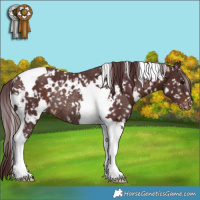 Horse Color:White Spotted Chocolate Brown Tobiano Appaloosa Rabicano 