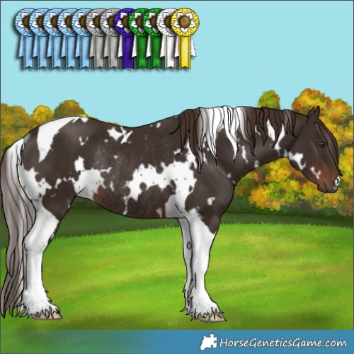 Horse Color:White Spotted Liver Chestnut Tobiano Rabicano 