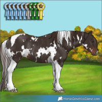 Horse Color:White Spotted Liver Chestnut Tobiano Rabicano 