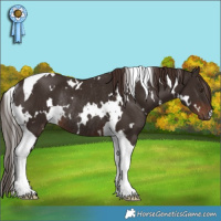 Horse Color:White Spotted Liver Chestnut Tobiano Rabicano 