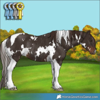 Horse Color:White Spotted Liver Chestnut Tobiano Rabicano