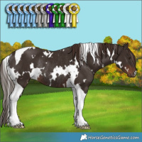Horse Color:White Spotted Liver Chestnut Tobiano Rabicano