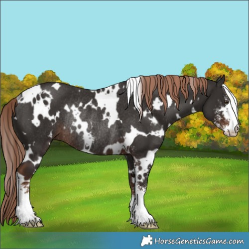Horse Color:White Spotted Liver Chestnut Sabino Rabicano
