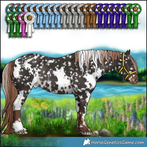 Horse Color:White Spotted Liver Chestnut Appaloosa Rabicano 