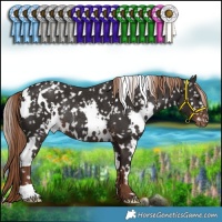 Horse Color:White Spotted Liver Chestnut Appaloosa Rabicano 