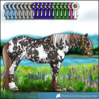 Horse Color:White Spotted Liver Chestnut Appaloosa Rabicano