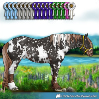 Horse Color:White Spotted Liver Chestnut Appaloosa Rabicano 
