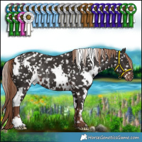 Horse Color:White Spotted Liver Chestnut Appaloosa Rabicano 