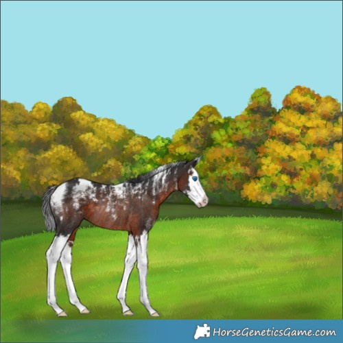 Horse Color:Brown Splash Rabicano 