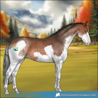 Horse Color:Bay Splash 