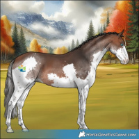 Horse Color:Bay Splash 