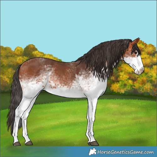 Horse Color:White Spotted Bay 