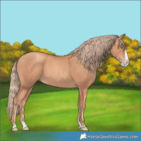 Horse Color:Gold Champagne Splash 