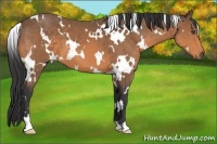 Horse Color:White Spotted Buckskin